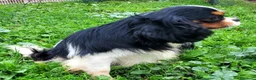 Cavalier King cani per accoppiamento: CAVALIER KING C. S. DISPONIBILE PER MONTA - Annuncio 5