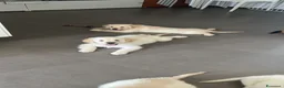 Golden Retriever cani in vendita: Cuccioli di Golden Retrivier  - Annuncio 5