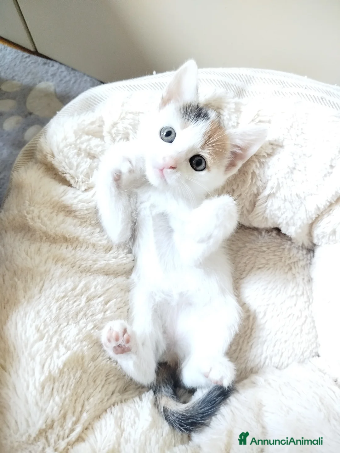 Altre razze gatti in vendita: Gattini Mix  - Annuncio 2