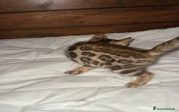 Bengala gatti in vendita: Cucciole di Bengal con Pedigree a Provincia di Asti - Immagine 17