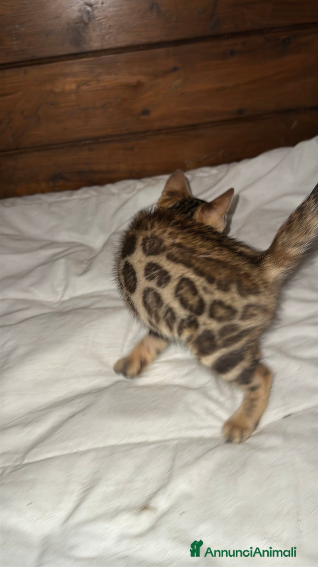 Bengala gatti in vendita: Cucciole di Bengal con Pedigree a Provincia di Asti - Immagine 17