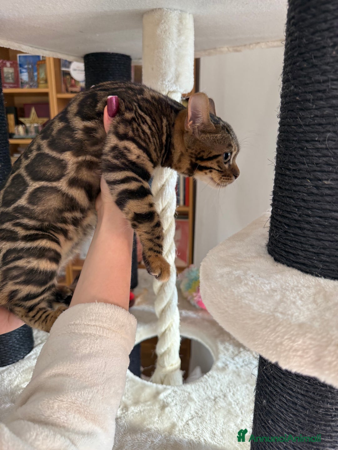 Bengala gatti in vendita: Gattina bengala brown spotted tabby  - Annuncio 6