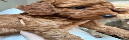 Barboncino cani in vendita: Cuccioli di Barboncino Cioccolatini/red  a Provincia di Barletta-Andria-Trani - Annuncio 7