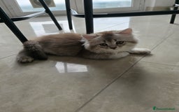 Scottish gatti in vendita: Femminuccia Scottish  a Provincia di Pavia - Immagine 2