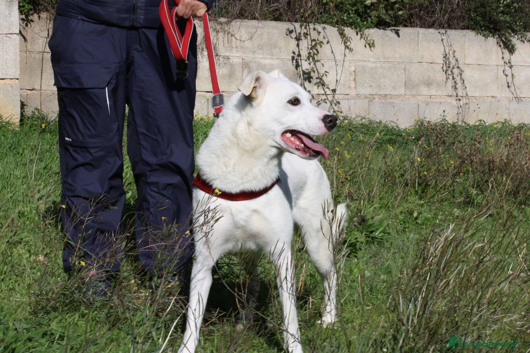 Altre razze cani in regalo: Tracy in adozione - Annuncio 2