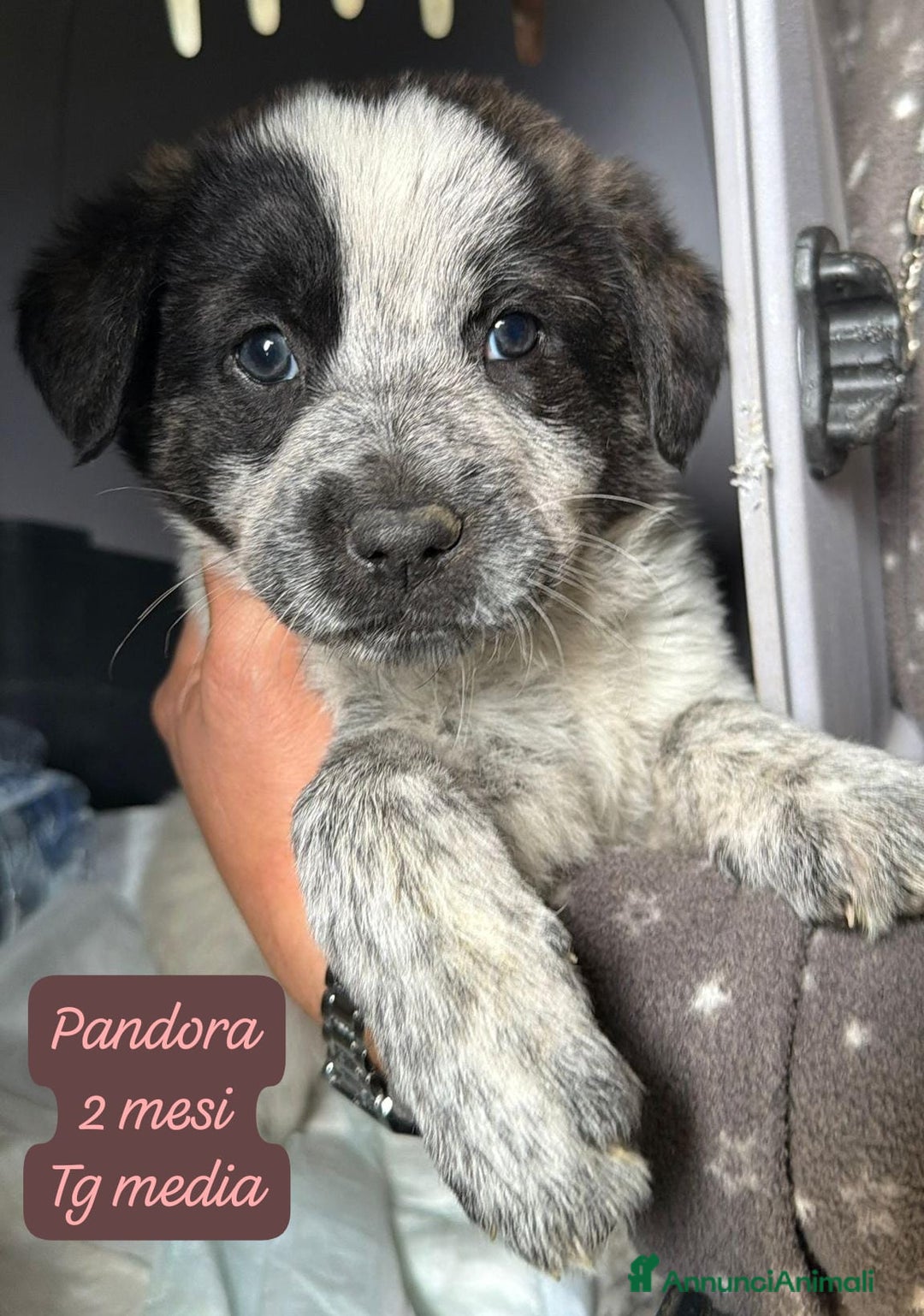 Meticcio cani in regalo: Meticci dimenticati da tutti  - Annuncio 1