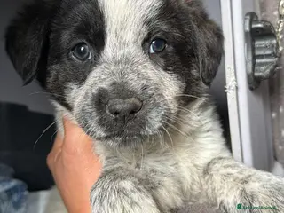 Meticcio cani Meticci dimenticati da tutti - Annuncio 39