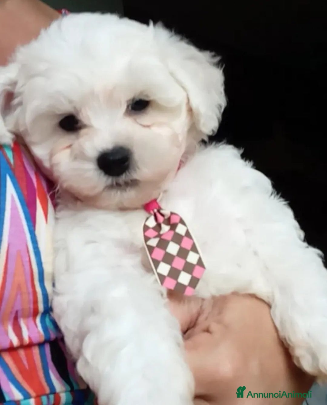 Bichon cani in vendita: Bichon a poil frisé - Annuncio 2