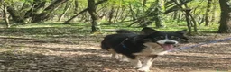 Border Collie cani in regalo: Splendida Border Collie - MILA - Annuncio 6
