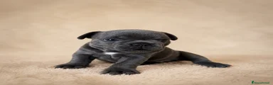 Bulldog francese grigia e macchia bianca