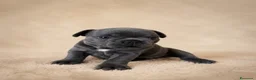 Bulldog Francese cani in vendita: Cucciole Bulldog Francese femmine disponibili.  - Annuncio 7