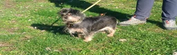 Meticcio cani in regalo: NONNO NINO HA BISOGNO DEL TUO AIUTO - Annuncio 4