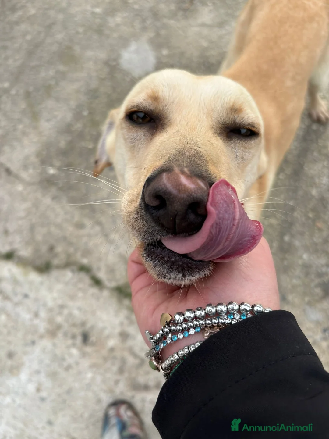 Meticcio cani in regalo: OLLY 💙 -adozione saltata, cerca casa 😢.Sceglilo! - Annuncio 4