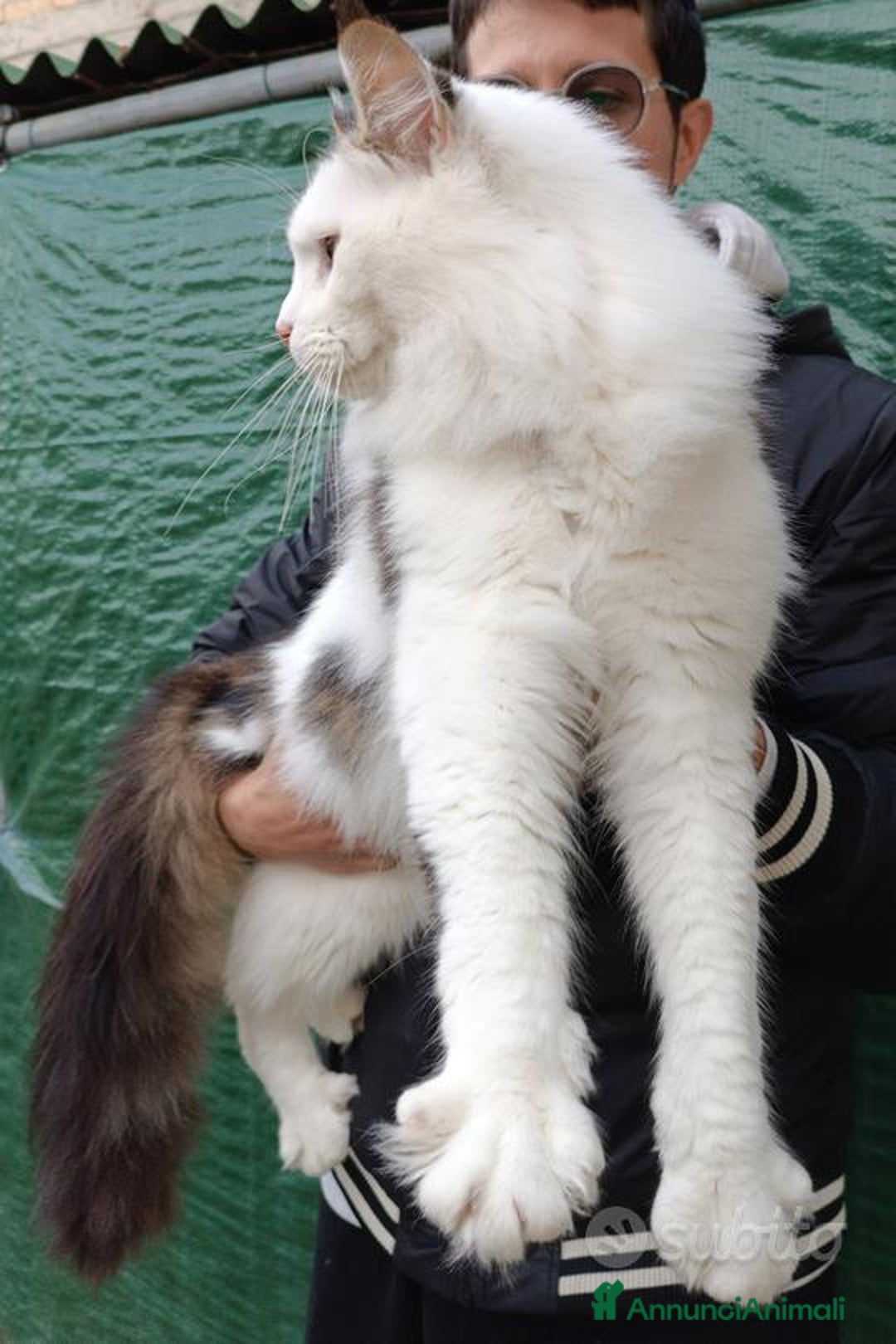 Maine Coon gatti per accoppiamento: Maine Coon stallone pedigree da riproduzione monta - Annuncio 3