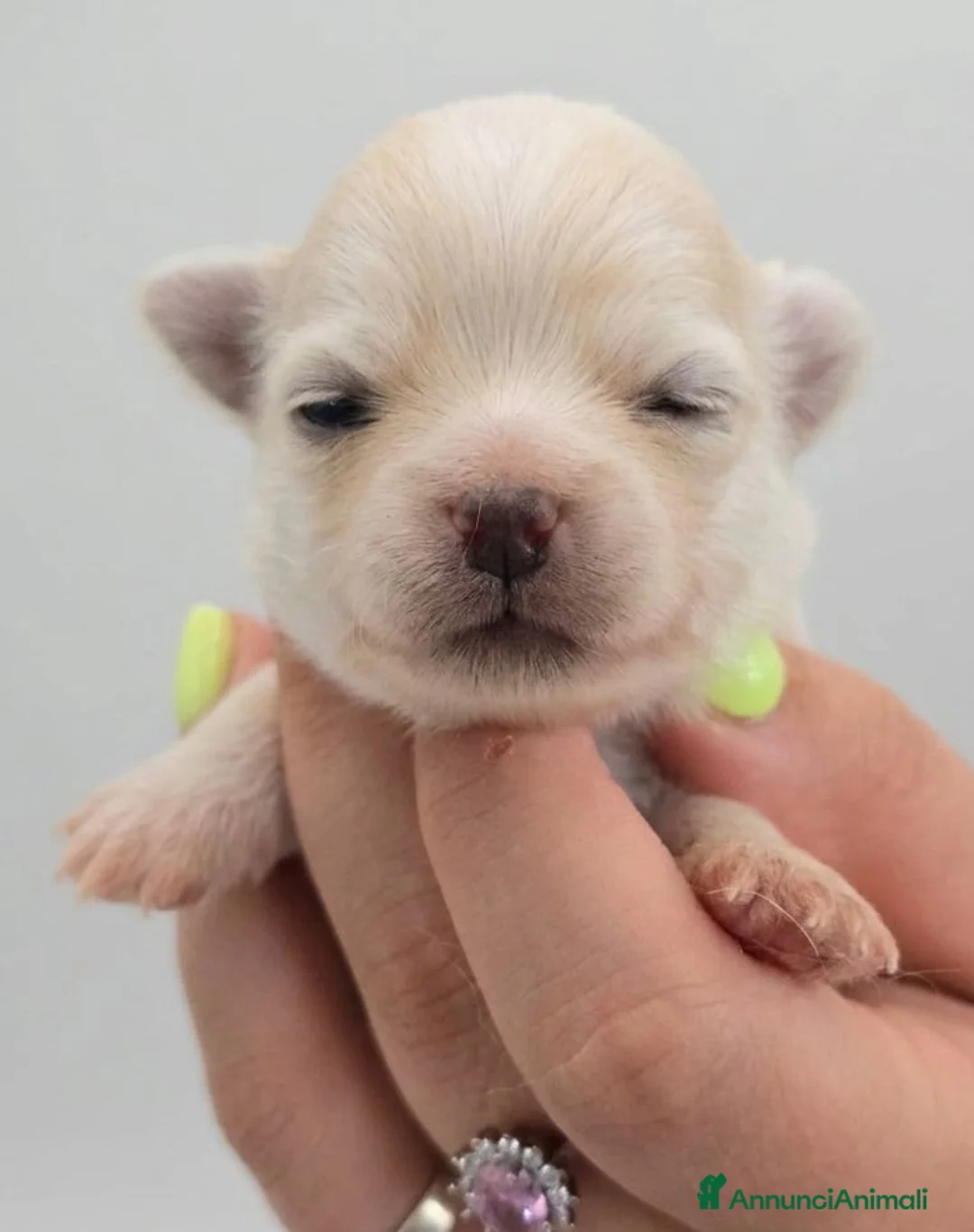 Chihuahua cani in vendita: CUCCIOLI CHIHUAHUA PELO LUNGO - Annuncio 2