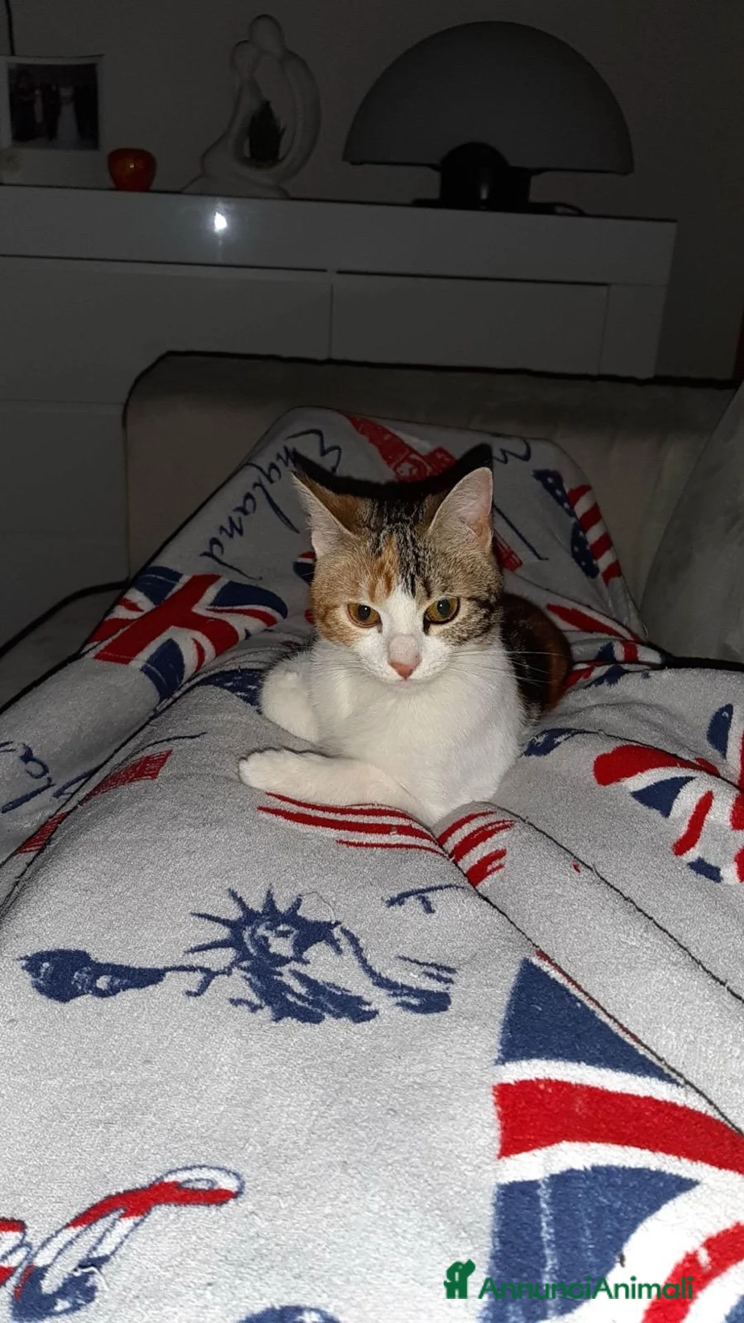 Meticcio gatti in regalo:  MINÙ CERCA CASA - Annuncio 2
