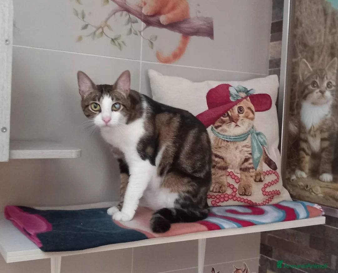 Europeo gatti in regalo: Affettuoso gattino da adottare, MICKY ! - Annuncio 5