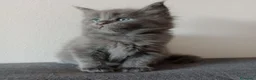 Maine Coon gatti in vendita: Cuccioli di Maine Coon  - Annuncio 2