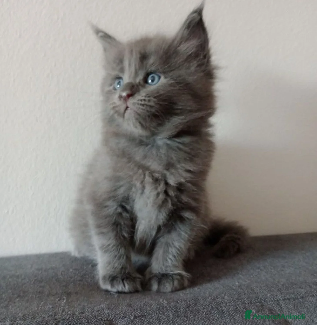 Maine Coon gatti in vendita: Cuccioli di Maine Coon  - Annuncio 2