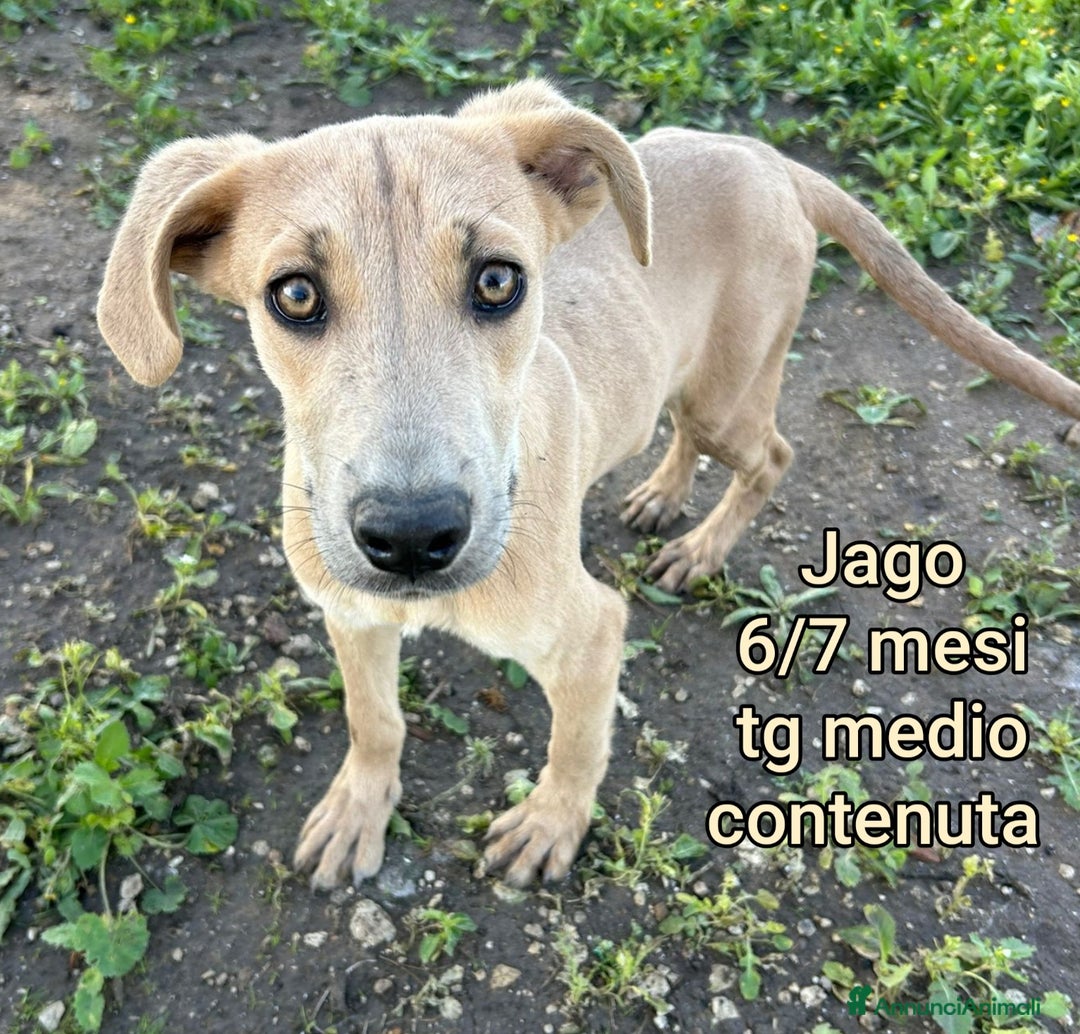 Meticcio cani in regalo: CUCCIOLI, URGENTE: TEMPO SCADUTO  - Annuncio 9