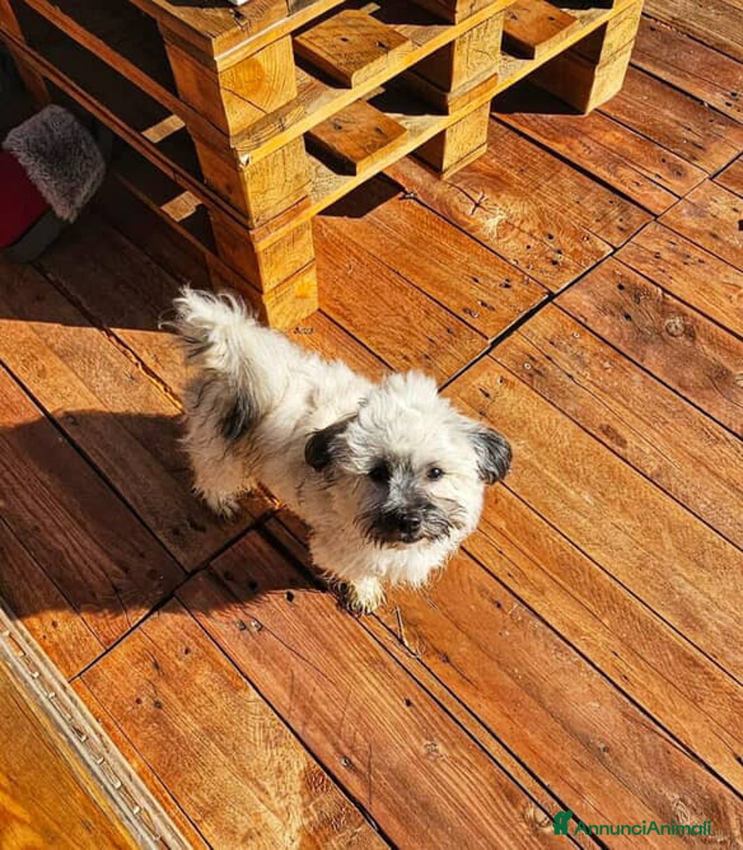 Shih Tzu cani in regalo: BUNNY, mix SHIH TZU tutto pelo! 4KG. - Annuncio 8