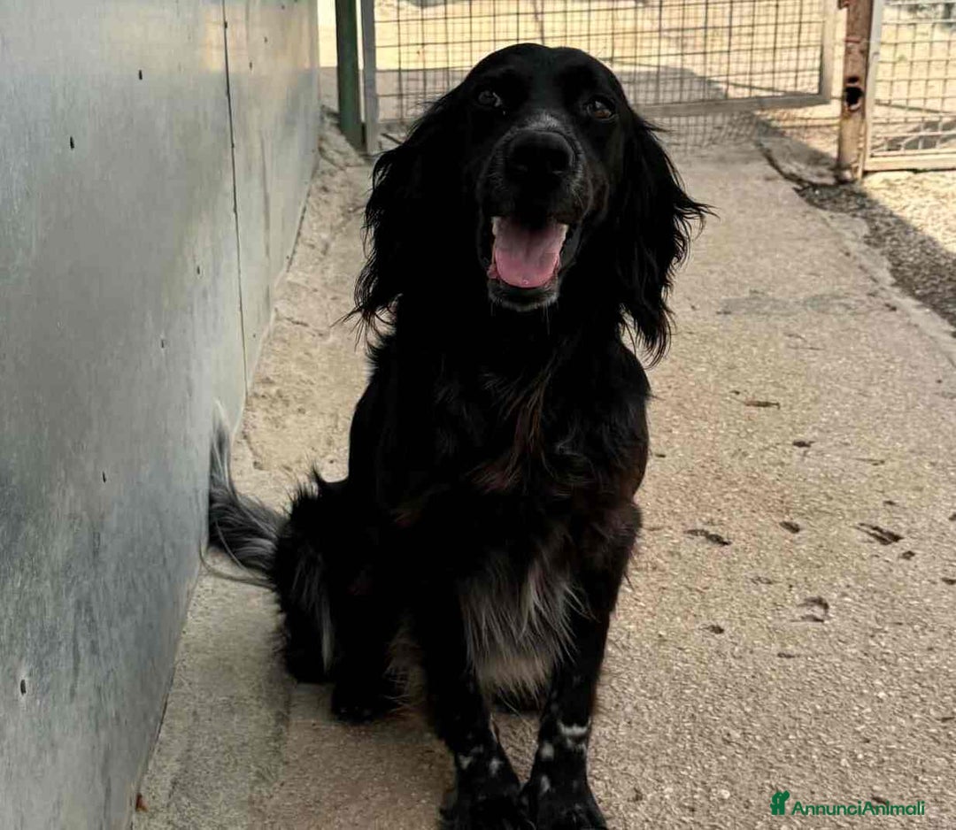 Setter Gordon cani in regalo: FREE, dolcissimo mix SETTER! Tg MEDIO-CONTENUTA - Annuncio 5