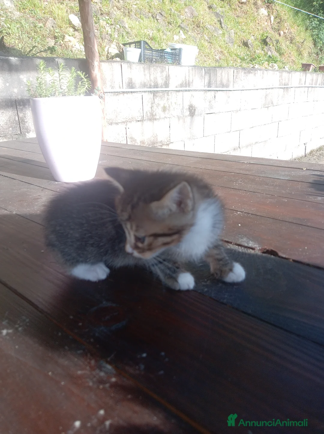 Meticcio gatti in regalo: Regalo gattino - Annuncio 3
