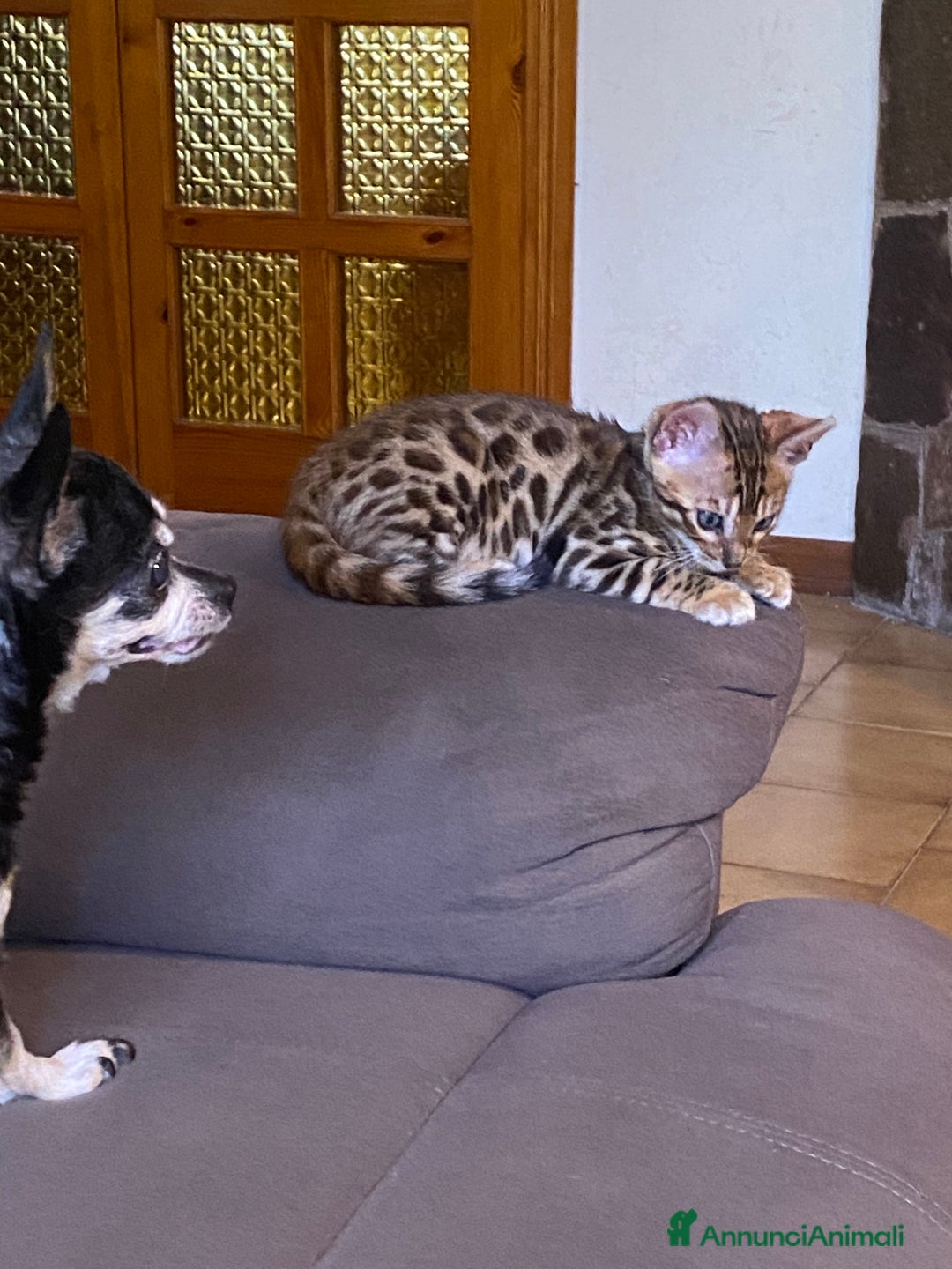 Bengala gatti in vendita: gatto bengala  - Annuncio 3