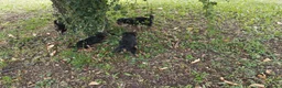 Yorkshire cani in vendita: CUCCIOLI DI YORKSHIRE TERRIER DISPONIBILI a Provincia di Vicenza - Annuncio 5