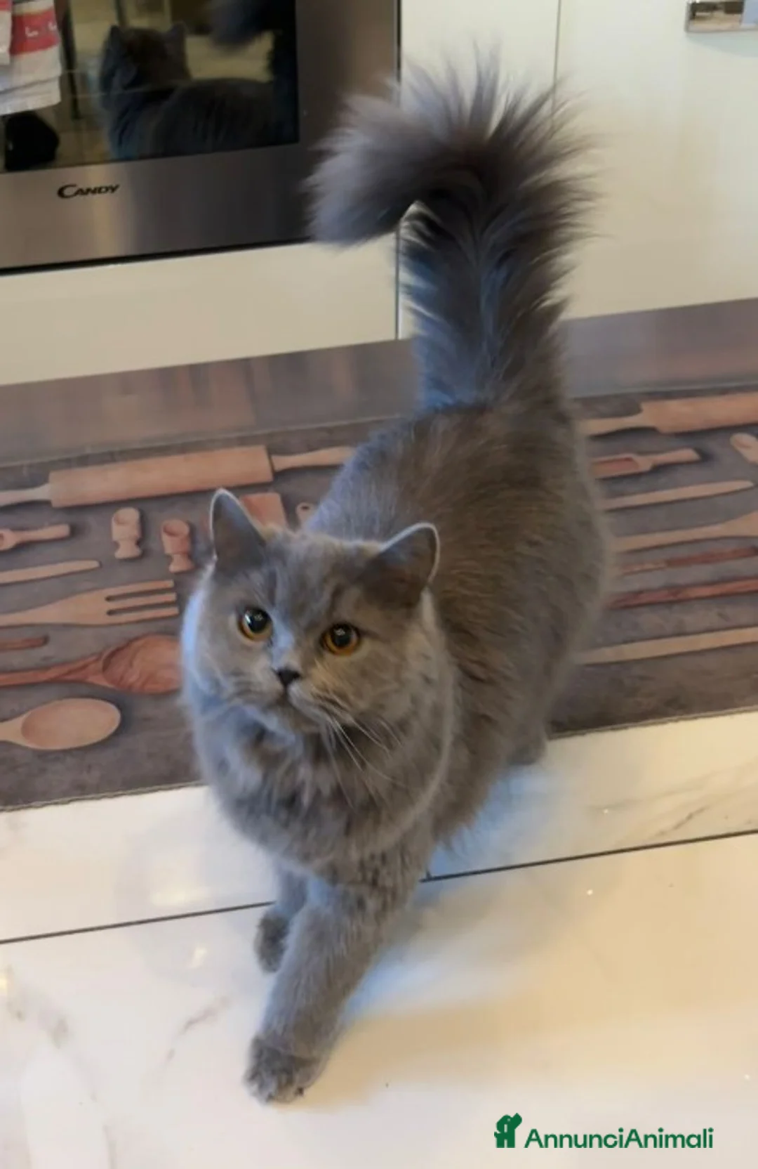 British gatti in vendita: Brittish Longhair Blue  - Annuncio 4