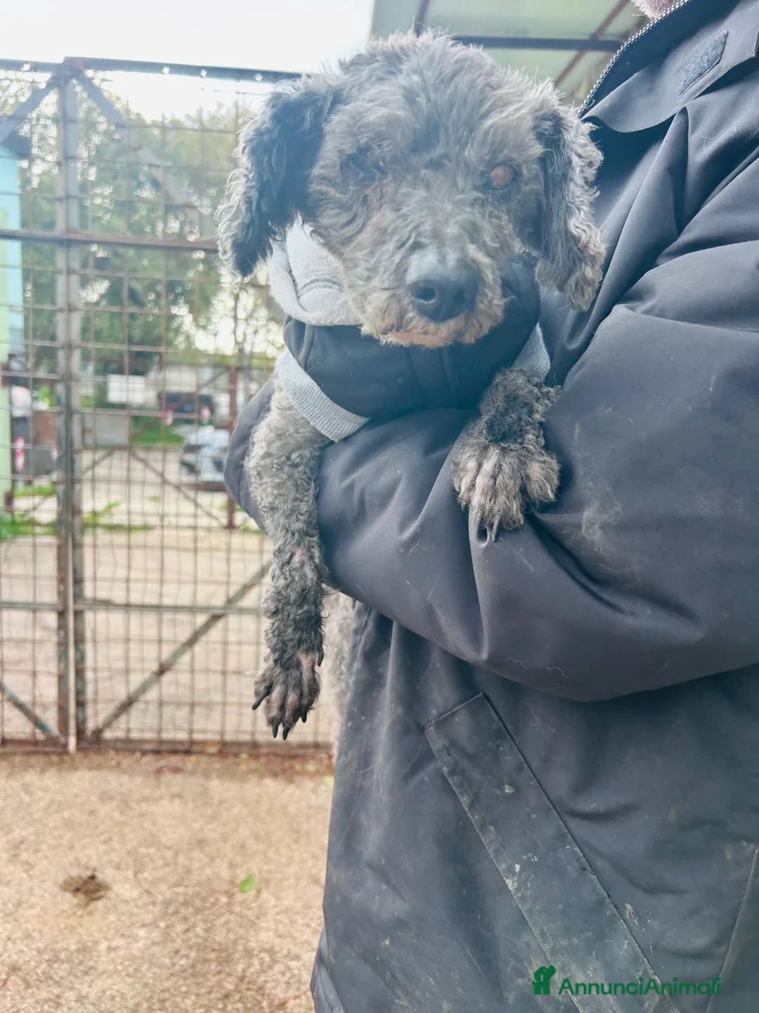 Barboncino cani in regalo: BARBONCINO MIX anziano - Annuncio 7