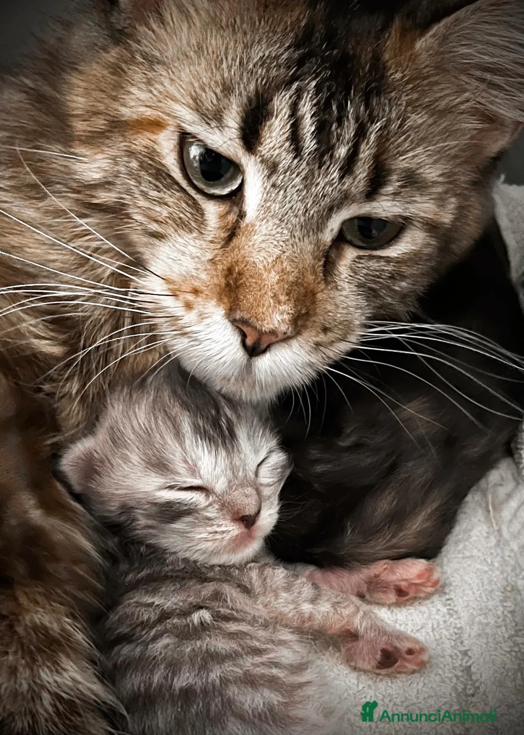 Maine Coon gatti in vendita: Cuccioli Maine Coon - Annuncio 1