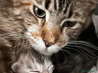 Maine Coon gatti Cuccioli Maine Coon - Annuncio 1