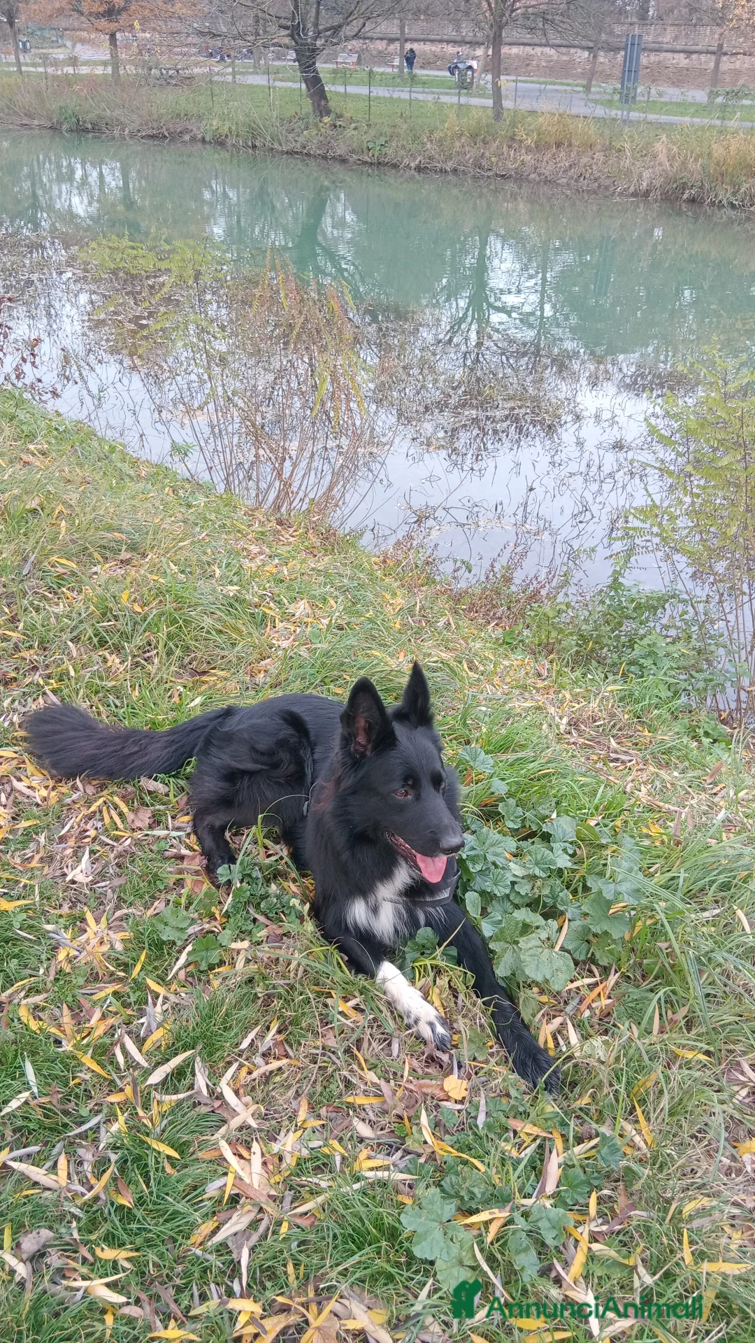 Altre razze cani per accoppiamento: Butch  a Provincia di Padova - Annuncio 2