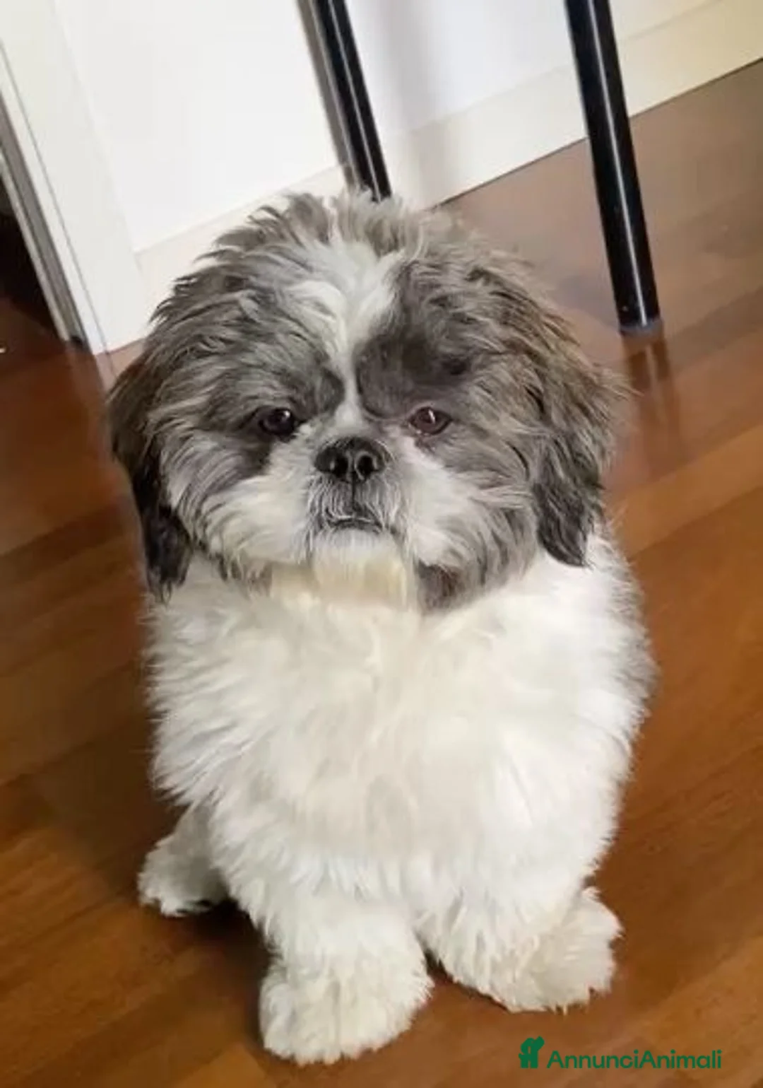 Shih Tzu cani per accoppiamento: Shih Tzu per Accoppiamento - Annuncio 6
