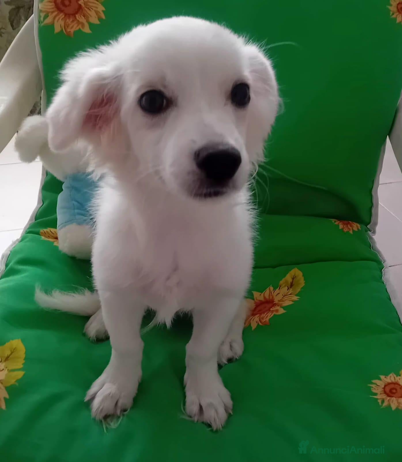 Maltese cani Cucciolo di razza maltese 5 mesi - Annuncio 2
