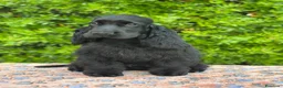 Cocker cani in vendita: Cocker spaniel inglese  - Annuncio 3