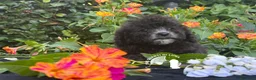 Barboncino Toy cani in vendita: Splendidi Barboncini Toy – Alta Qualità - Annuncio 3