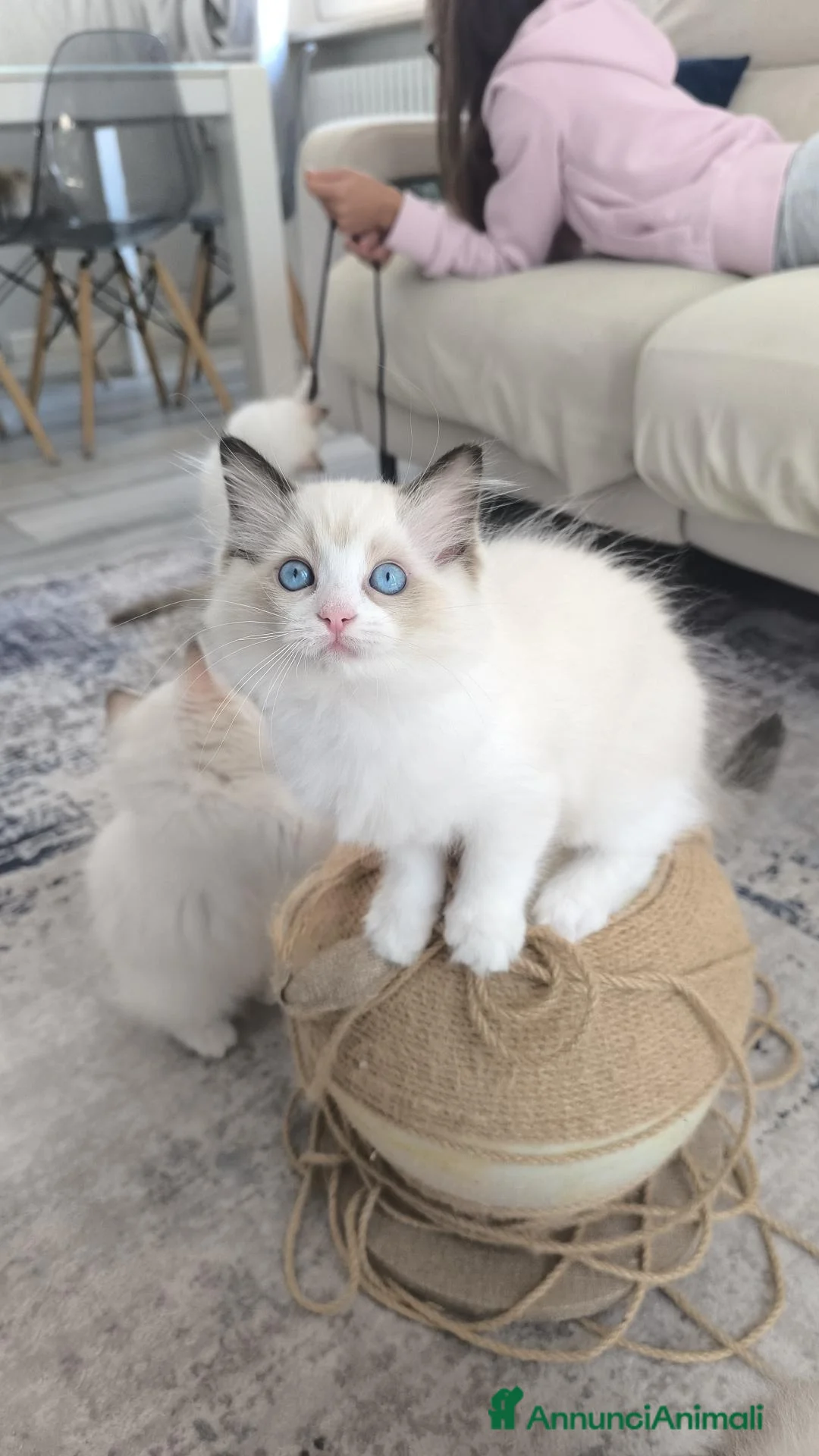 Ragdoll gatti in vendita: Ragdoll cuccioli con pedigree  - Annuncio 14