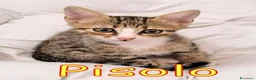 Europeo gatti in regalo: MAMMOLO E PISOLO DOLCISSIMI GATTINI - Annuncio 3