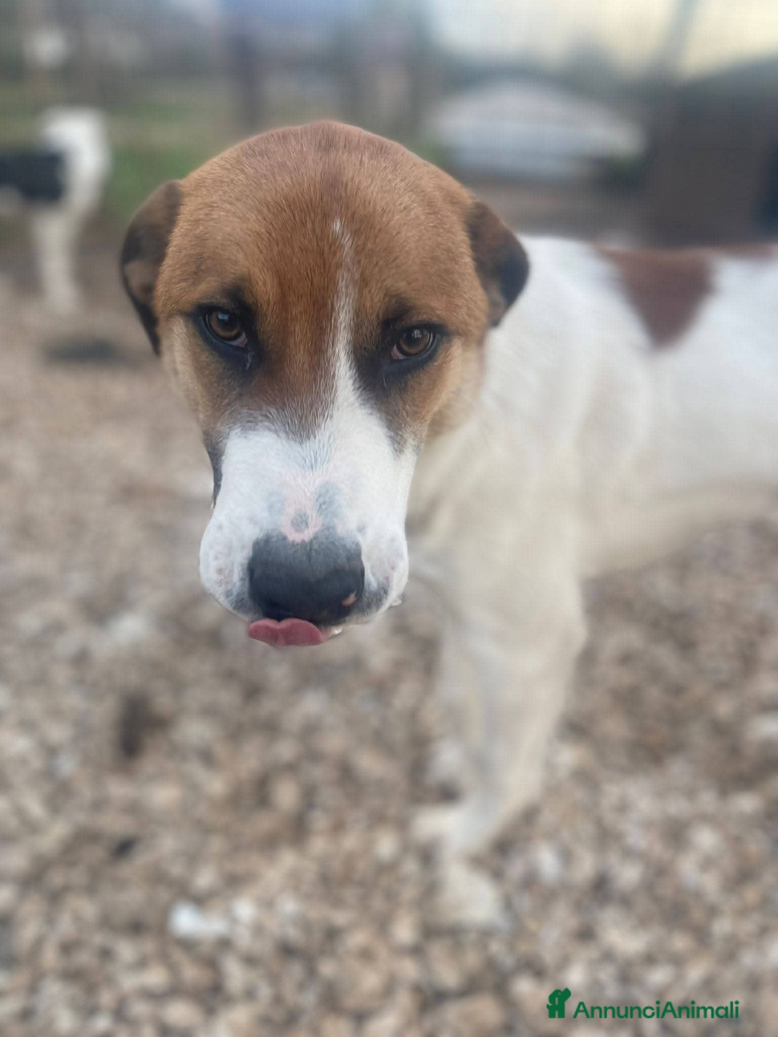 Meticcio cani 6 mesi, cagnolino dolce e affettuoso  - Annuncio 2