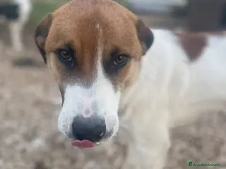 Meticcio cani 6/7 mesi, cucciolo bello e simpatico - Annuncio 3