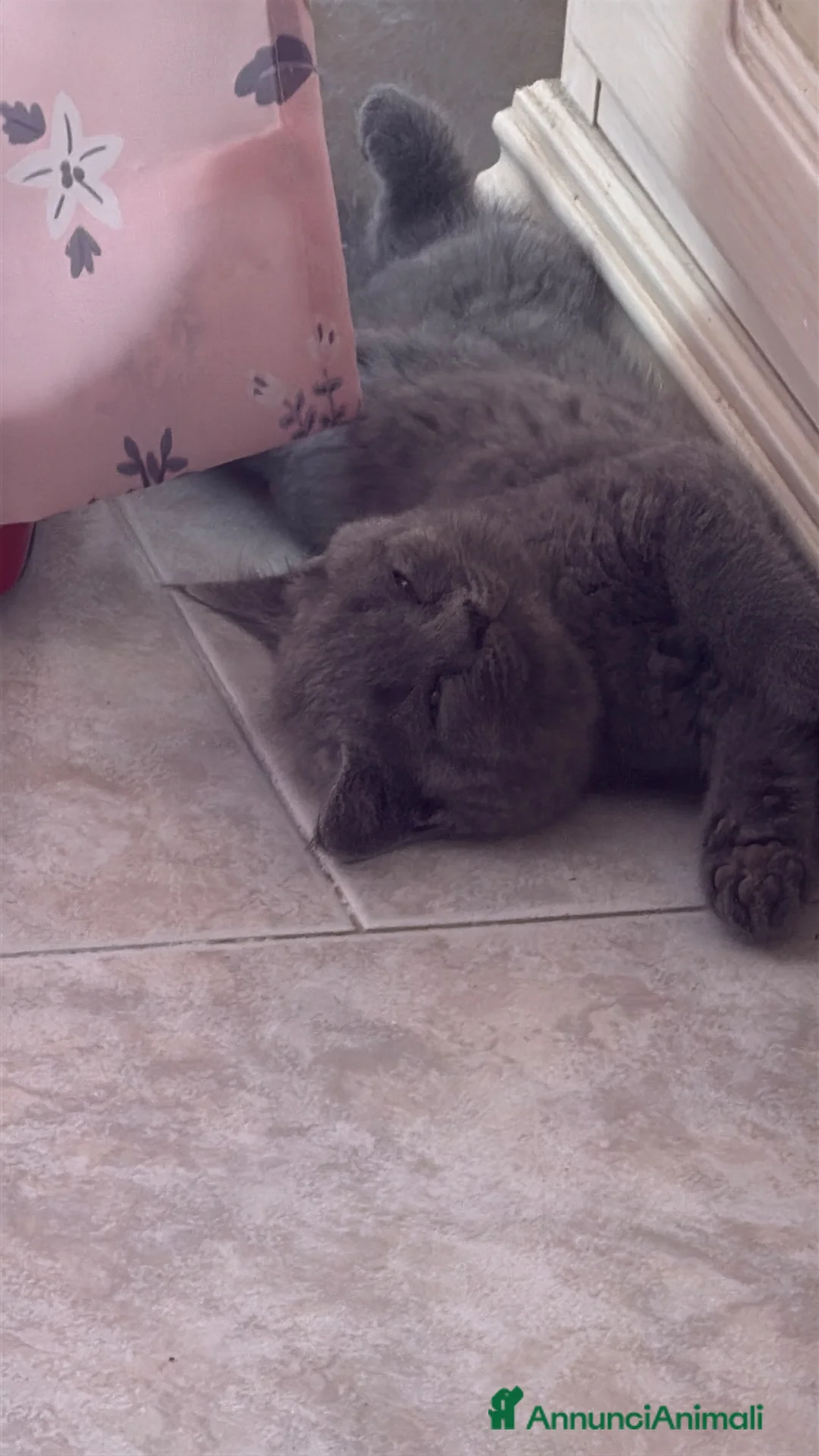Scottish gatti in vendita: Gattini Scottish  a Provincia di Reggio Emilia - Annuncio 2