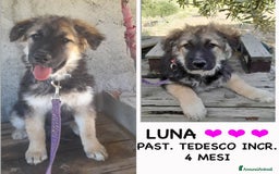 Altre razze cani in regalo: LUNA    - Immagine 1