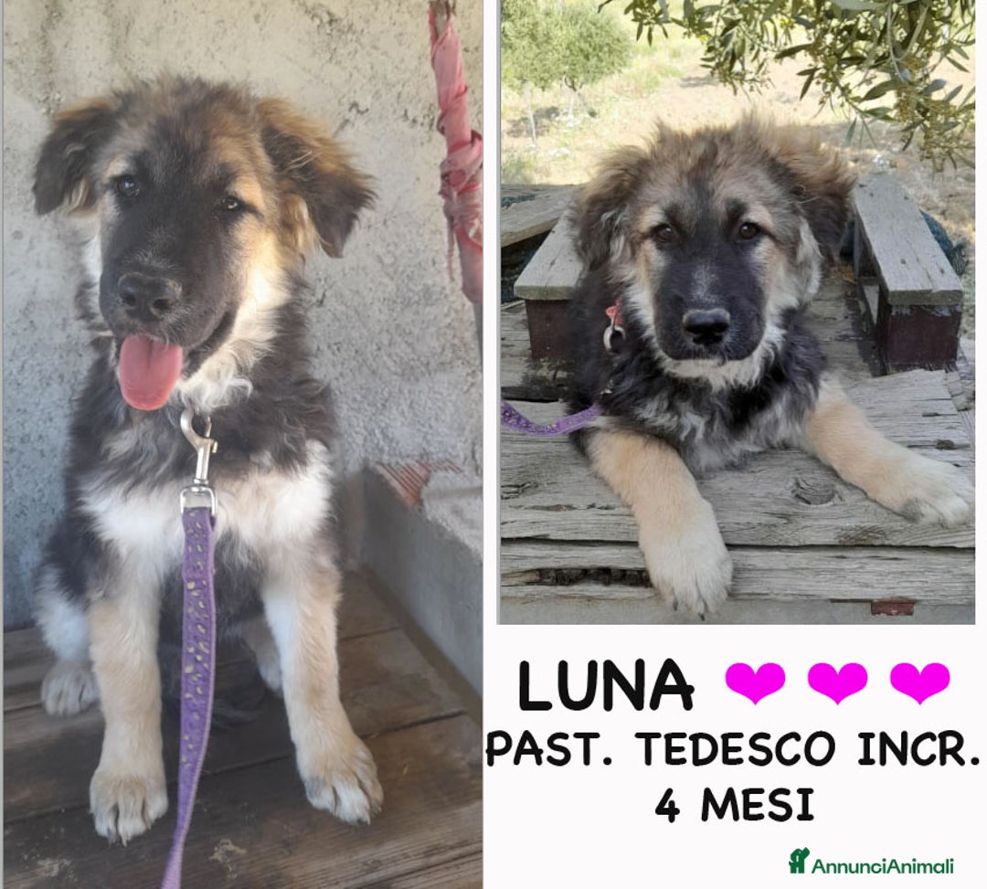 Altre razze cani in regalo: LUNA    - Immagine 1