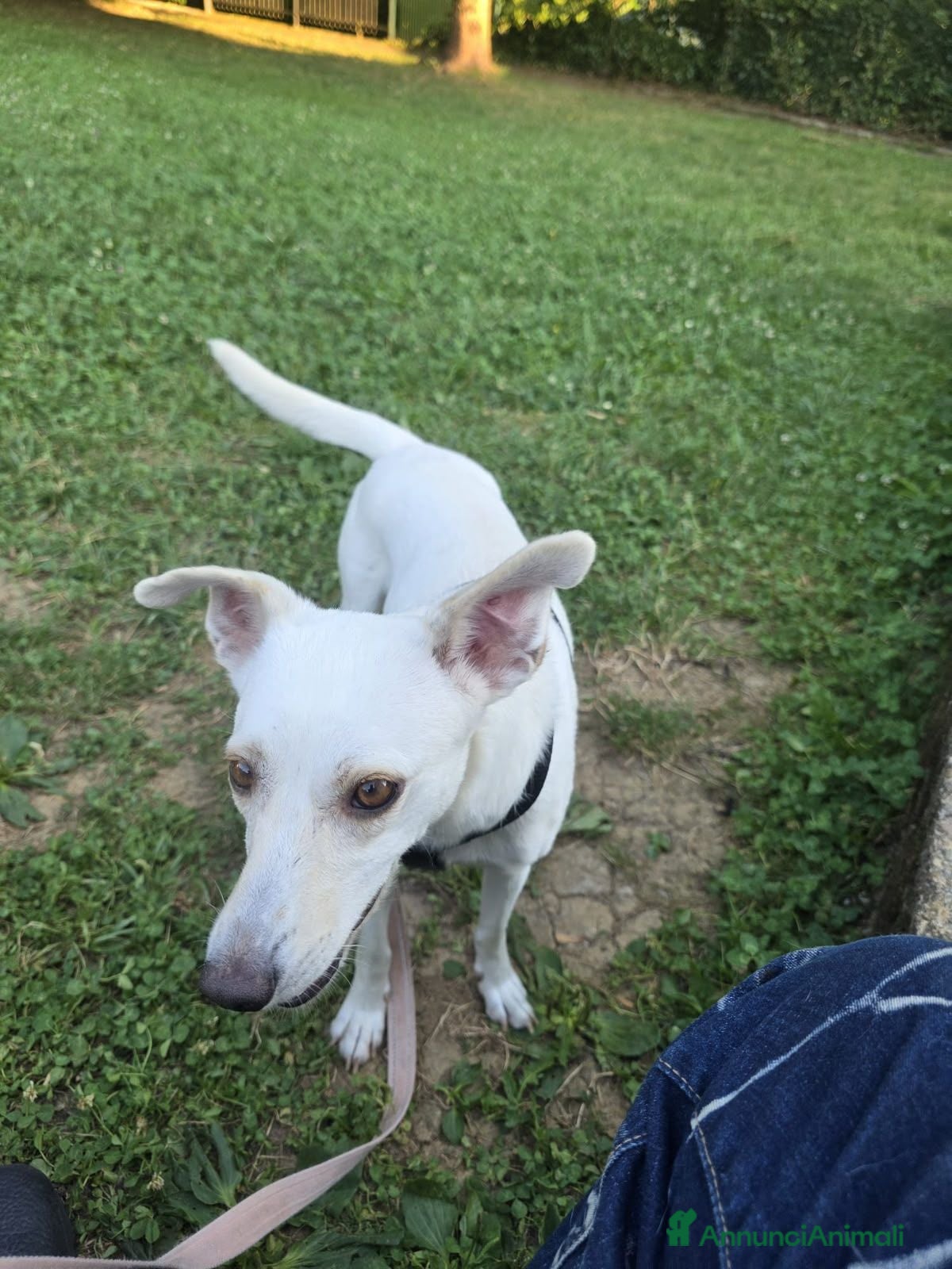 Meticcio cani Femmina 2anni kg10 salvata a giugno BERGAMO  - Annuncio 1