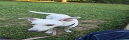 Meticcio cani in regalo: Femmina 2anni kg10 salvata a giugno BERGAMO  - Annuncio 1