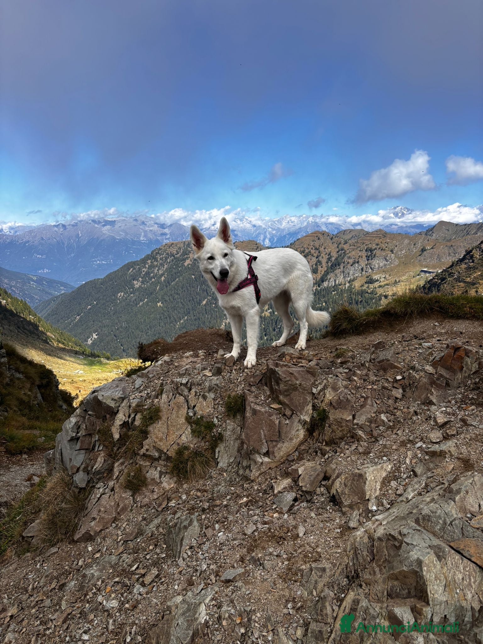 Pastore Svizzero cani Adorabili cuccioli di pastore svizzero - Annuncio 26