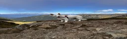 Pastore Svizzero cani in vendita: Adorabili cuccioli di pastore svizzero a Provincia di Bergamo - Annuncio 1