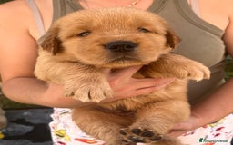 Golden Retriever cani in vendita: Cuccioli Golden Retriever Americani 🇺🇸 a Città Metropolitana di Bologna - Immagine 4